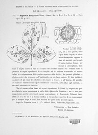 Septoria fragariae image